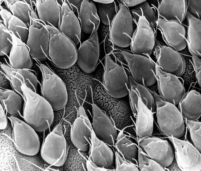 Sem image of giardia lamblia trophozoites