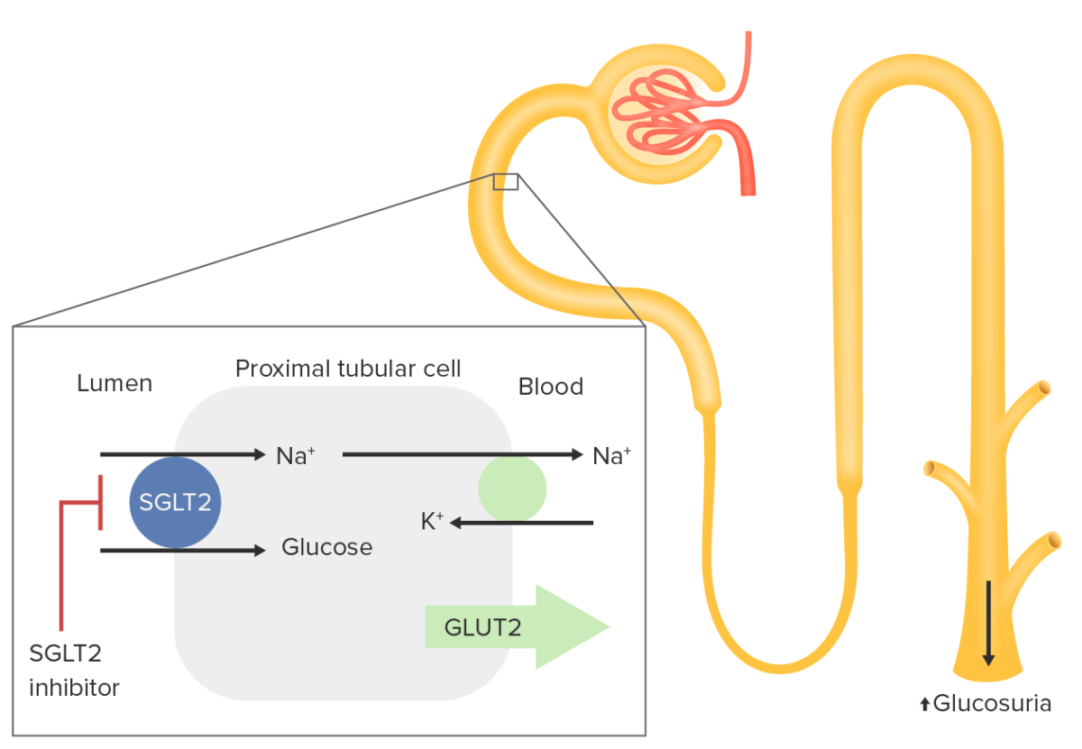 Sglt2 inhibitor mechanism of action