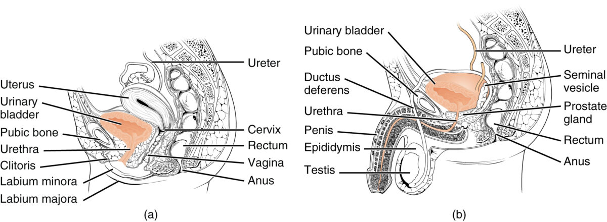 Sagittal cross section of a female and male pelvis