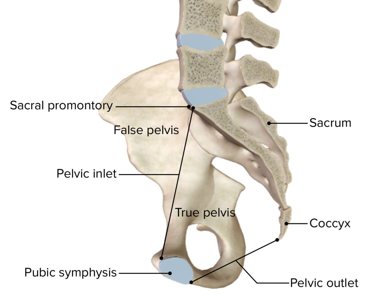 Sagittal cross section of the bony pelvis