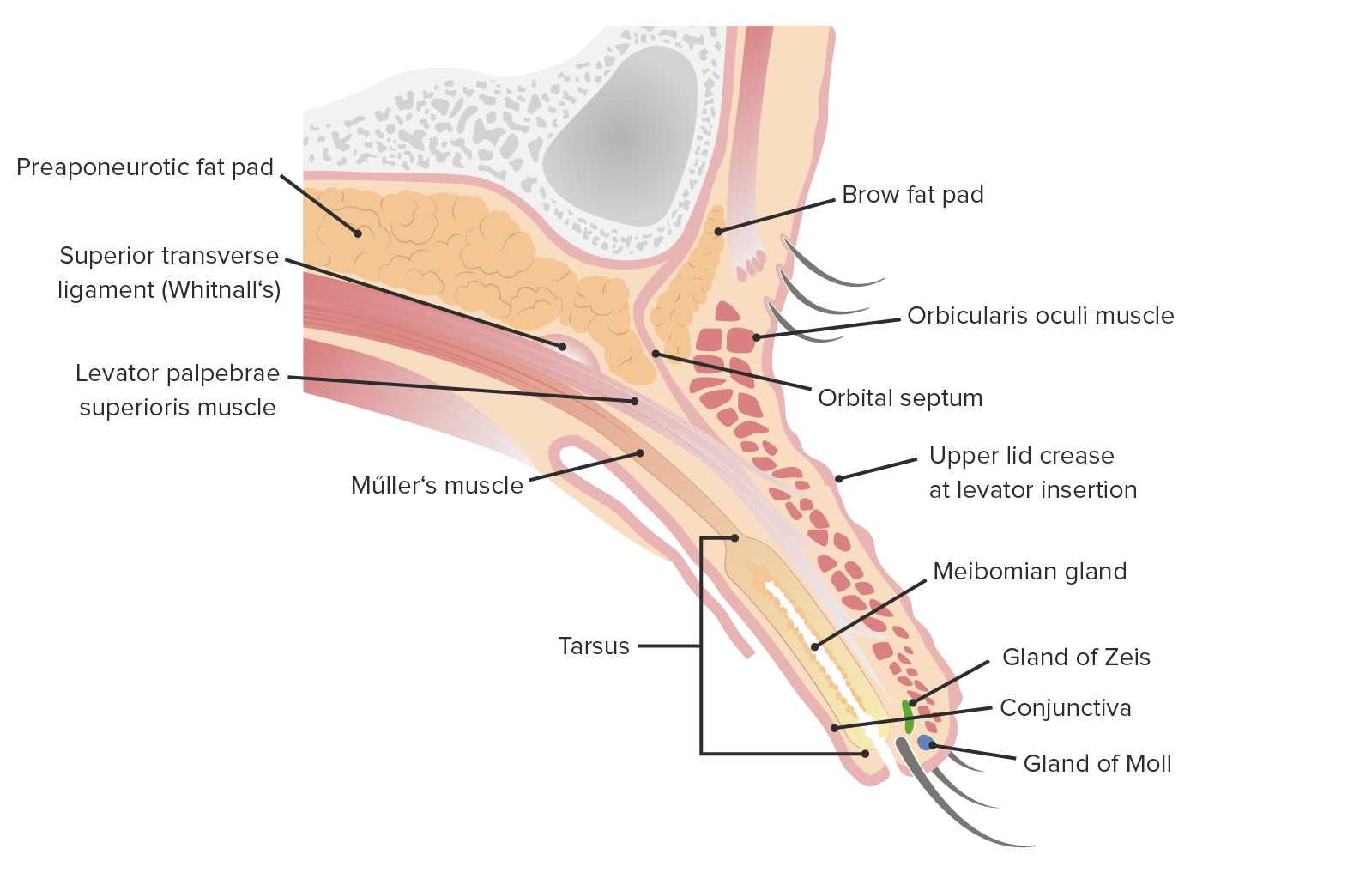 Blefarite, hordéolo e calázio: Entenda as diferenças - DermaVisus