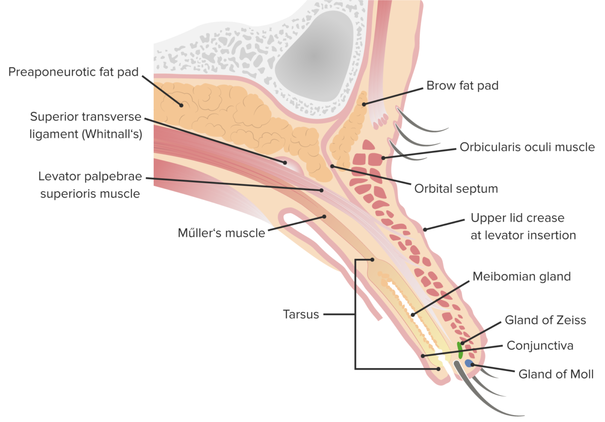 Sagittal cut of the upper lid featuring its internal structure