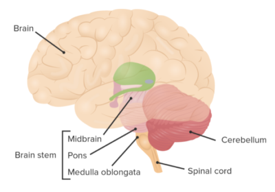 Sagittal view of the brain, brain stem, cerebellum, and proximal spinal cord