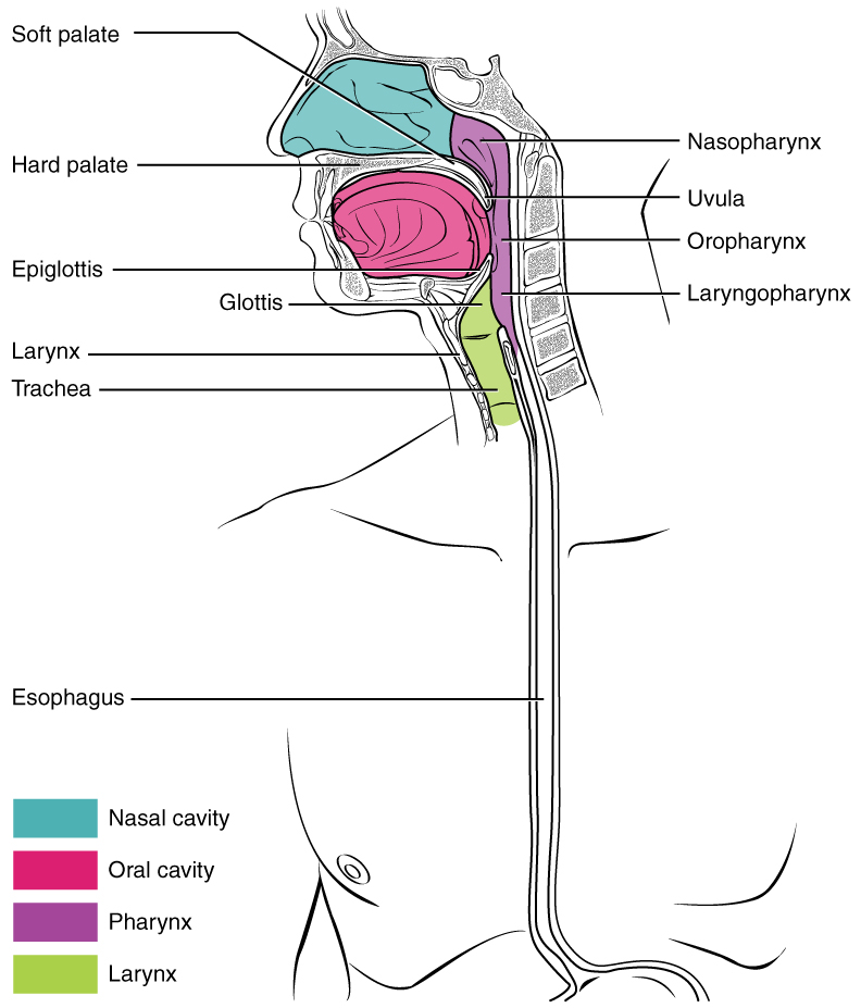 Vista sagital de la cabeza y el cuello que muestra la división de la faringe