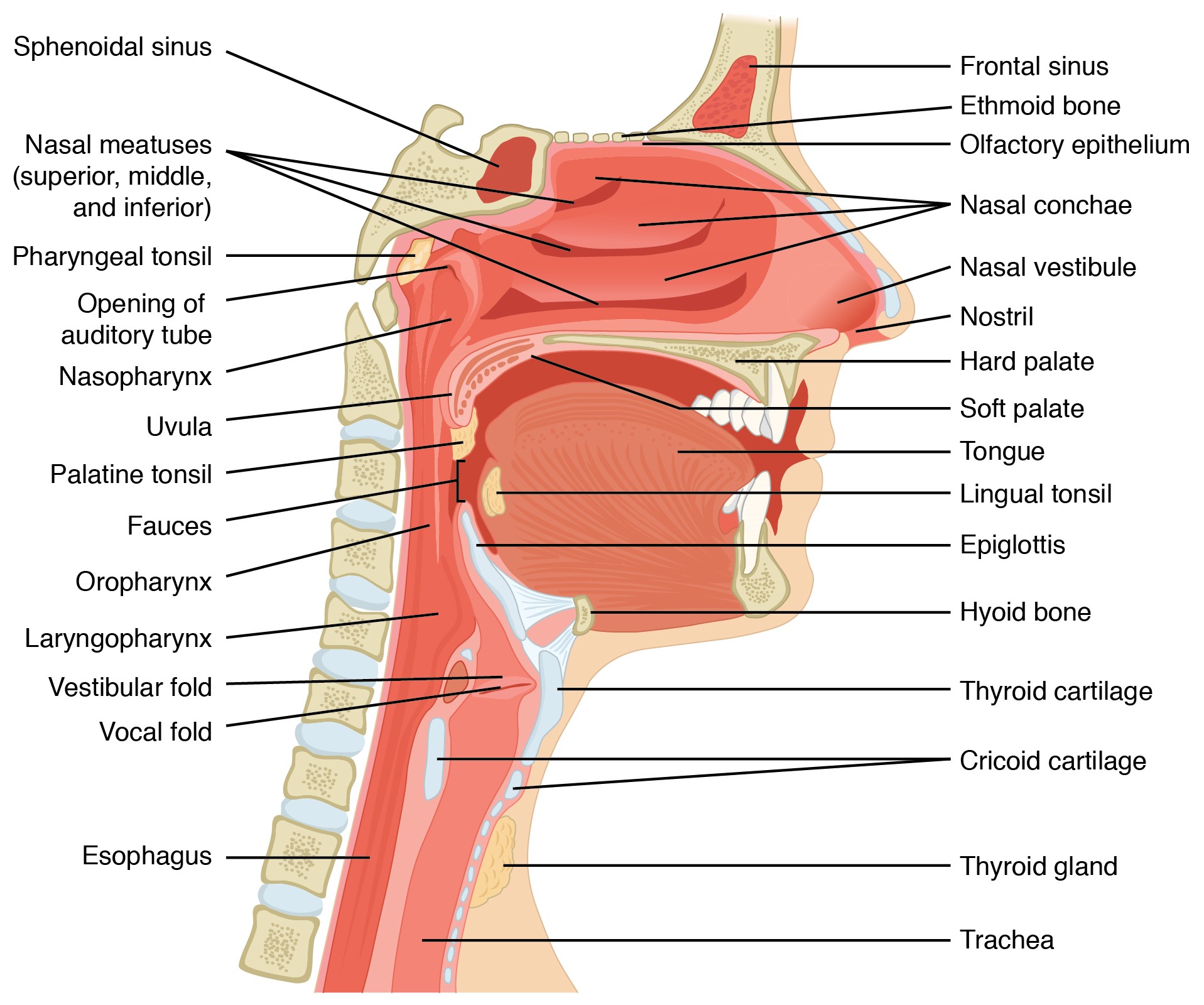 Sagittal view of the head and neck showing the location of the pharynx and its anatomical landmarks