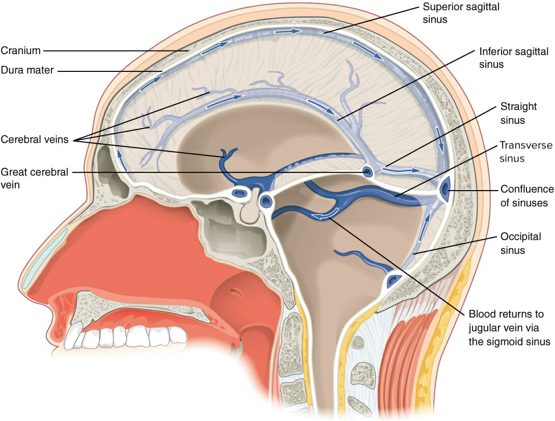 Vista sagital a través del cráneo que ilustra el sistema de drenaje venoso