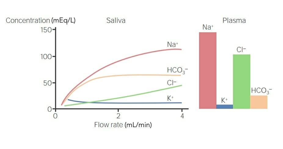 Salivary secretion and plasma levels
