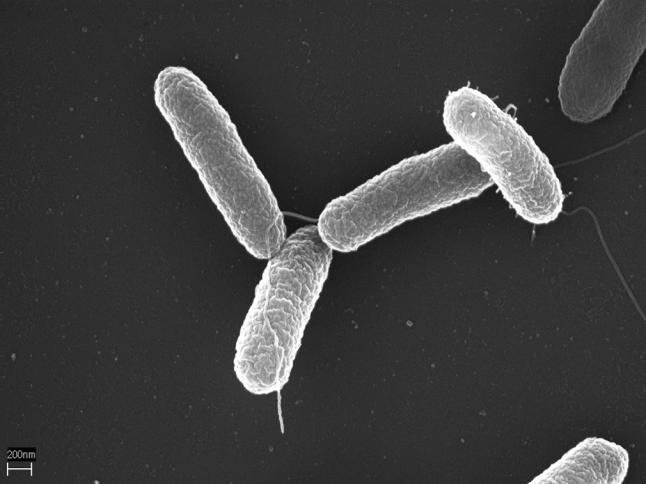 salmonella typhi structure