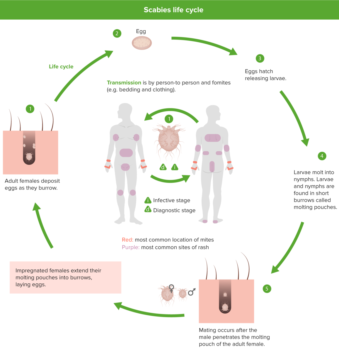 Scabies life cycle