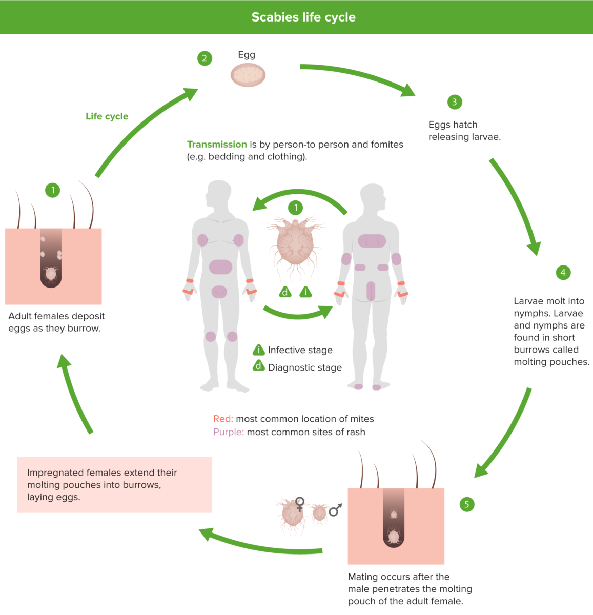 Scabies Concise Medical Knowledge