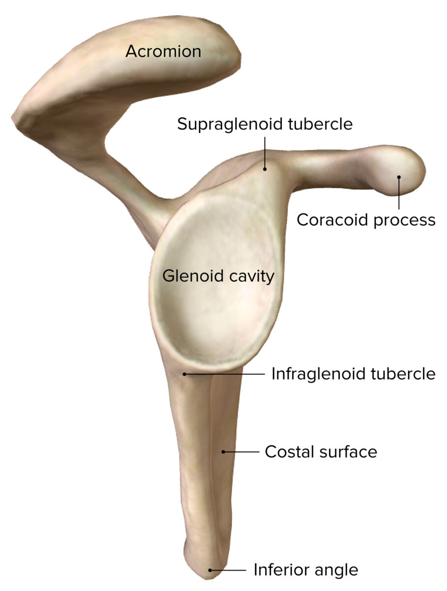 Scapula lateral