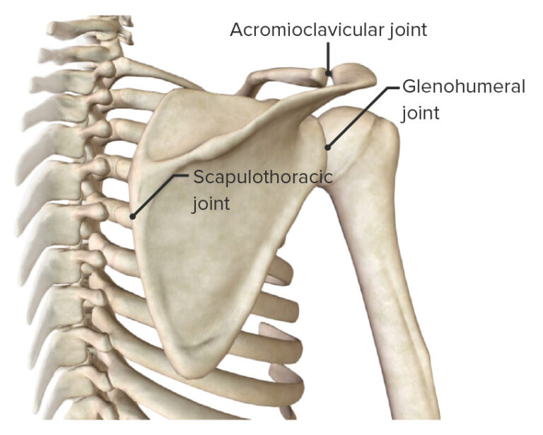 Shoulder Joint Anatomy Concise Medical Knowledge