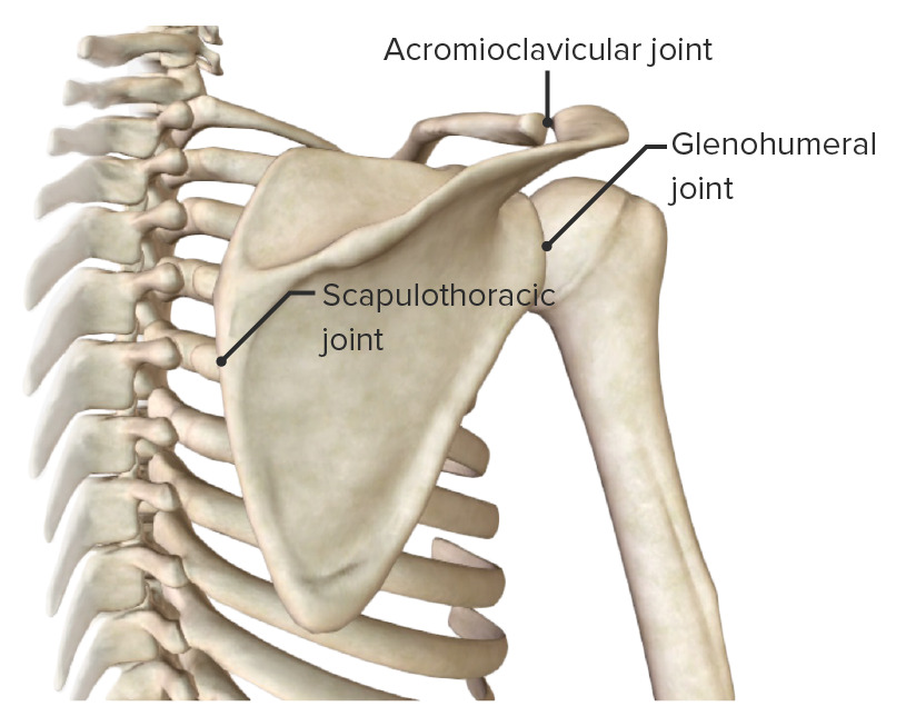 Scapulothoracic pseudojoint