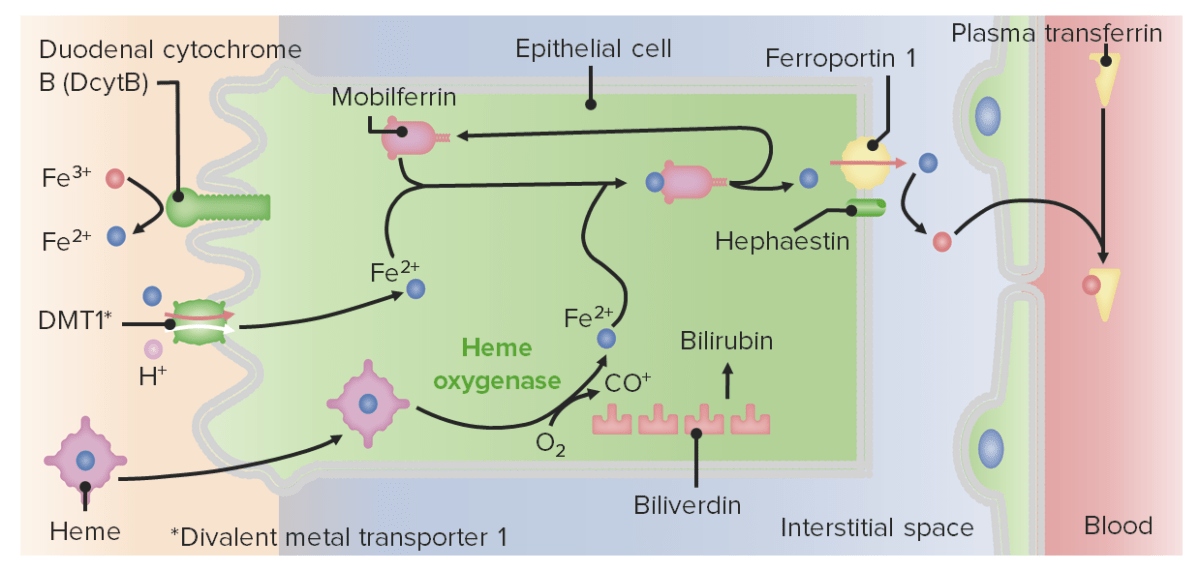 Schematic diagram depicting iron absorption