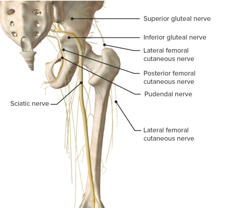 Thigh: Anatomy | Concise Medical Knowledge