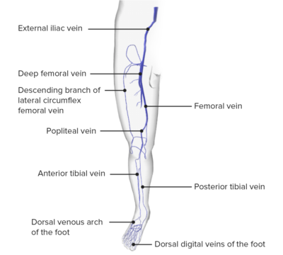 Thigh: Anatomy | Concise Medical Knowledge