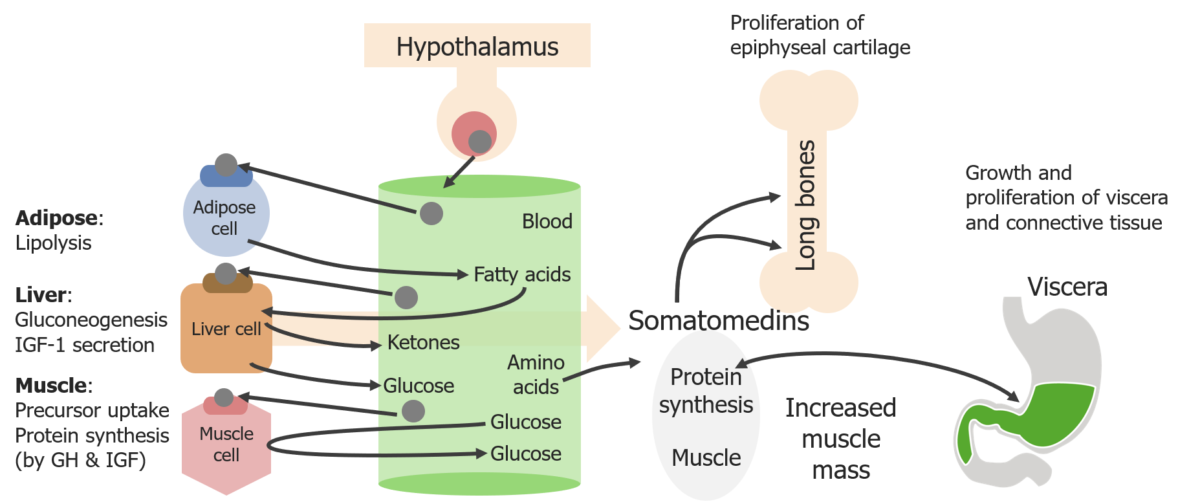 Schematic diagram of the direct and indirect effects of the growth hormone