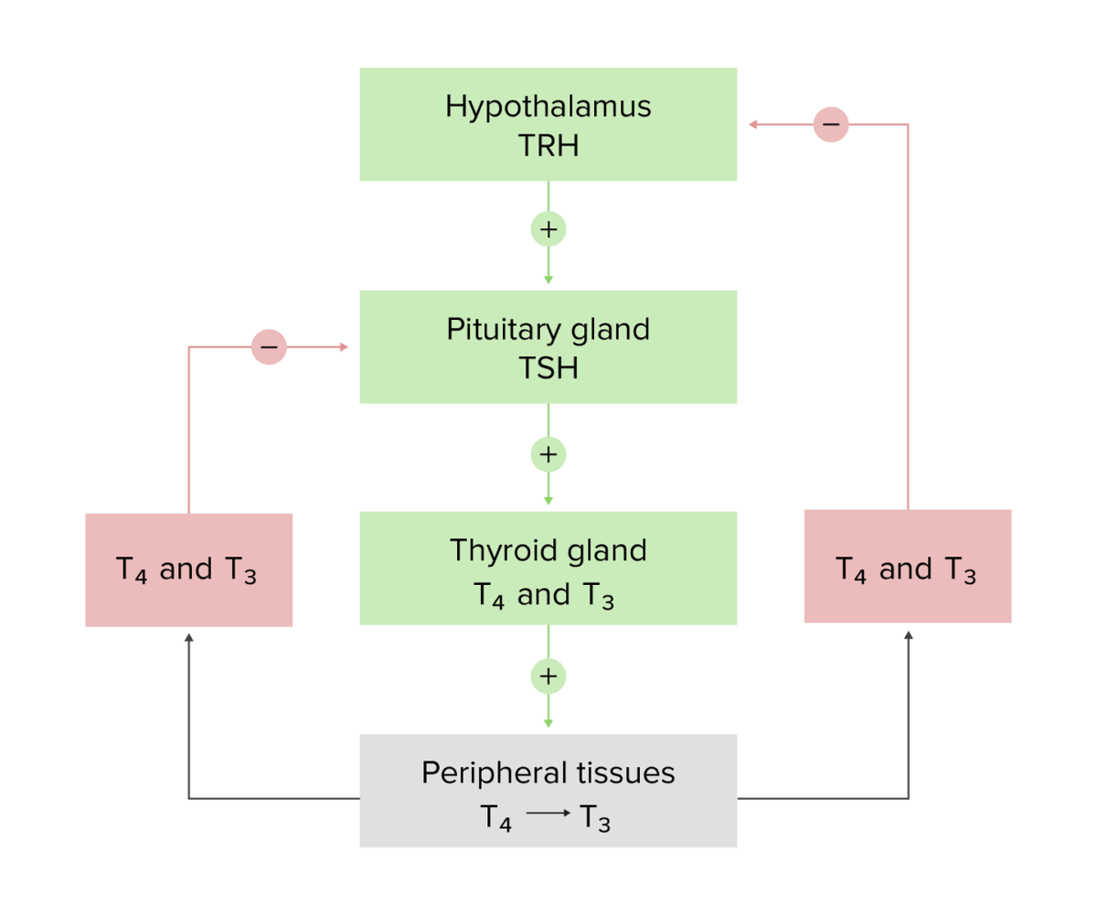 Schematic diagram of the hypothalamic–pituary–thyroid axis
