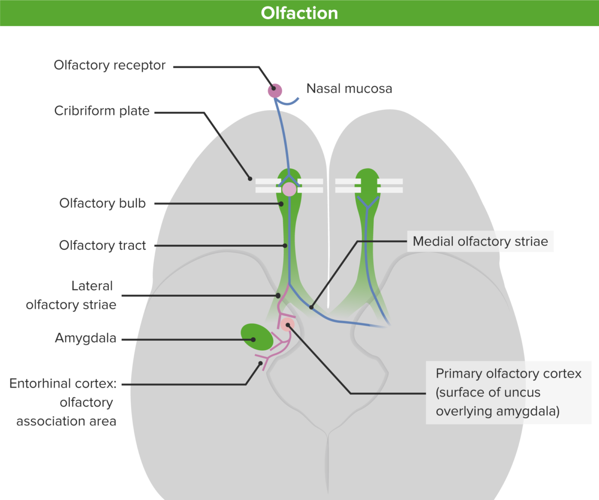 Schematic diagram of the olfactory pathway from the nasal mucosa to the primary and secondary olfactory cortex