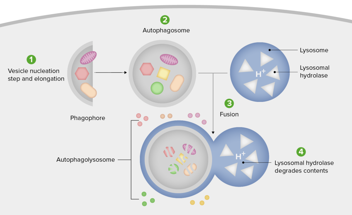 Schematic diagram of the steps of autophagy