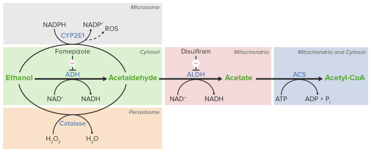 Diagrama esquemático das etapas do metabolismo do etanol