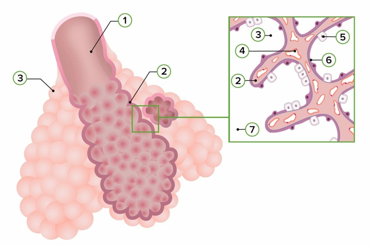 Schematic diagram of the structure of the respiratory zone of the lower respiratory tract