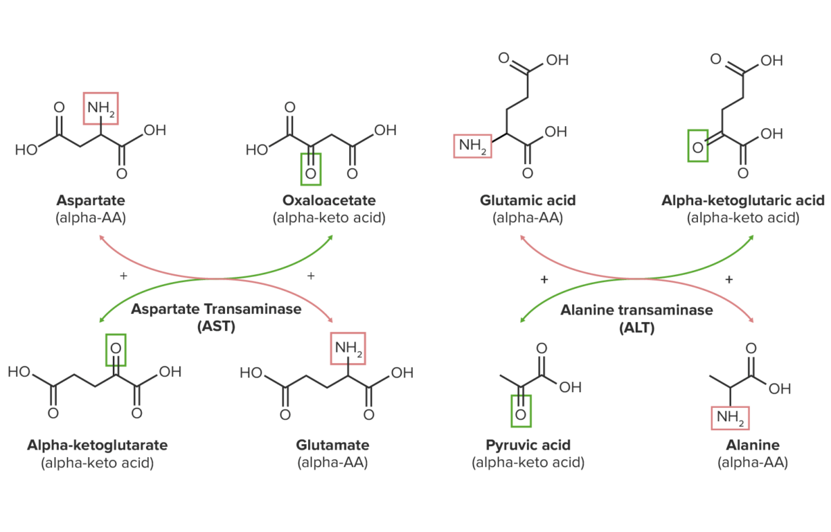 Schematic diagram of the transamination reactions of aspartate and glutamate glutamic acid