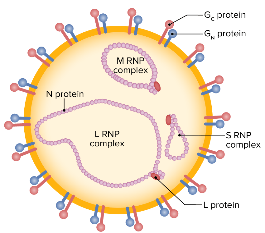 Schematic illustration of a nairovirus particle