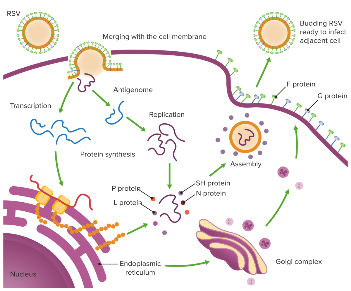 Schematic image of rsv life cycle
