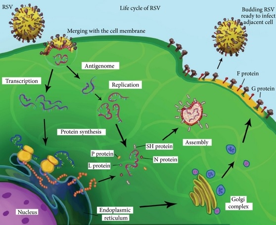 Imagen esquemática del ciclo de replicación del virus respiratorio sincitial vrs