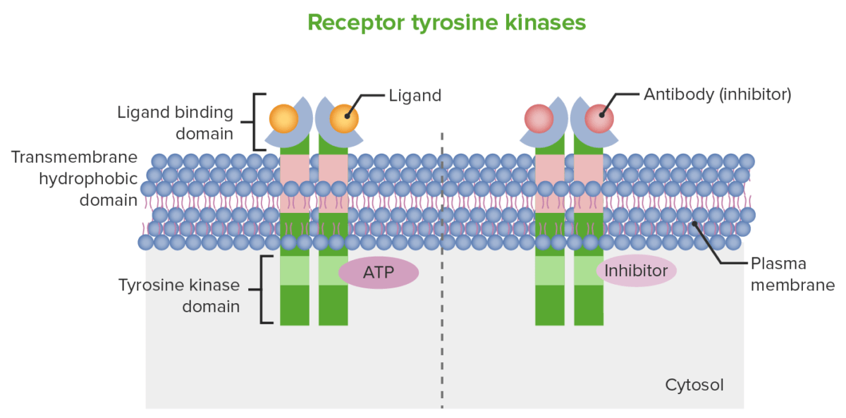 Schematic mechanism for receptor tyrosine kinase inhibition
