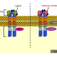 Schematic mechanism for receptor tyrosine kinase inhibition