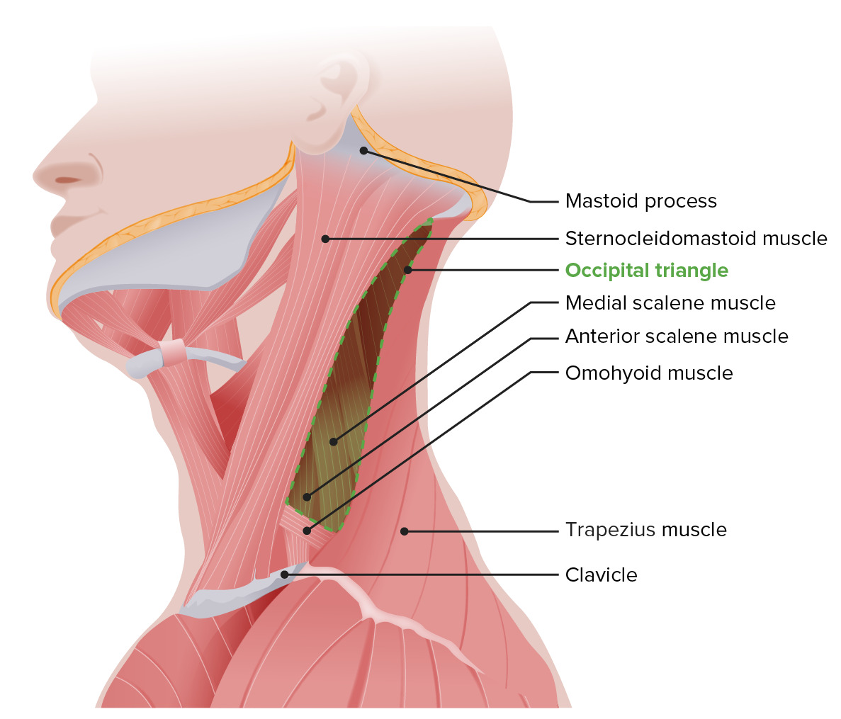 Mandíbula - Vista Posterior  Anatomy, Head and neck, Occipital