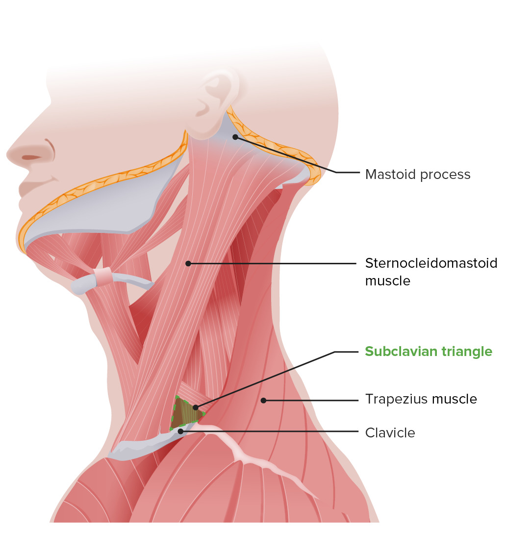Schematic of the supraclavicular triangle