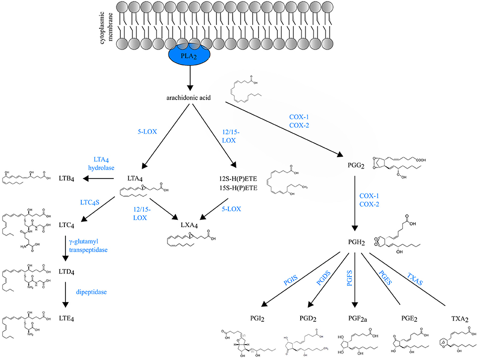 Eicosanoids | Concise Medical Knowledge