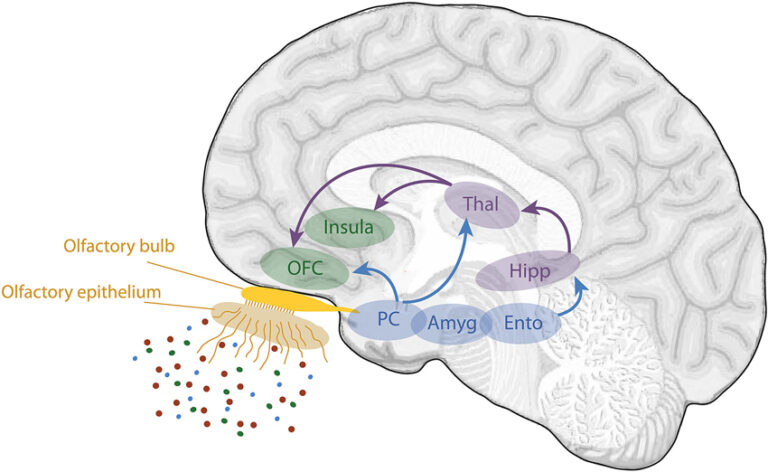 Olfaction: Anatomy | Concise Medical Knowledge