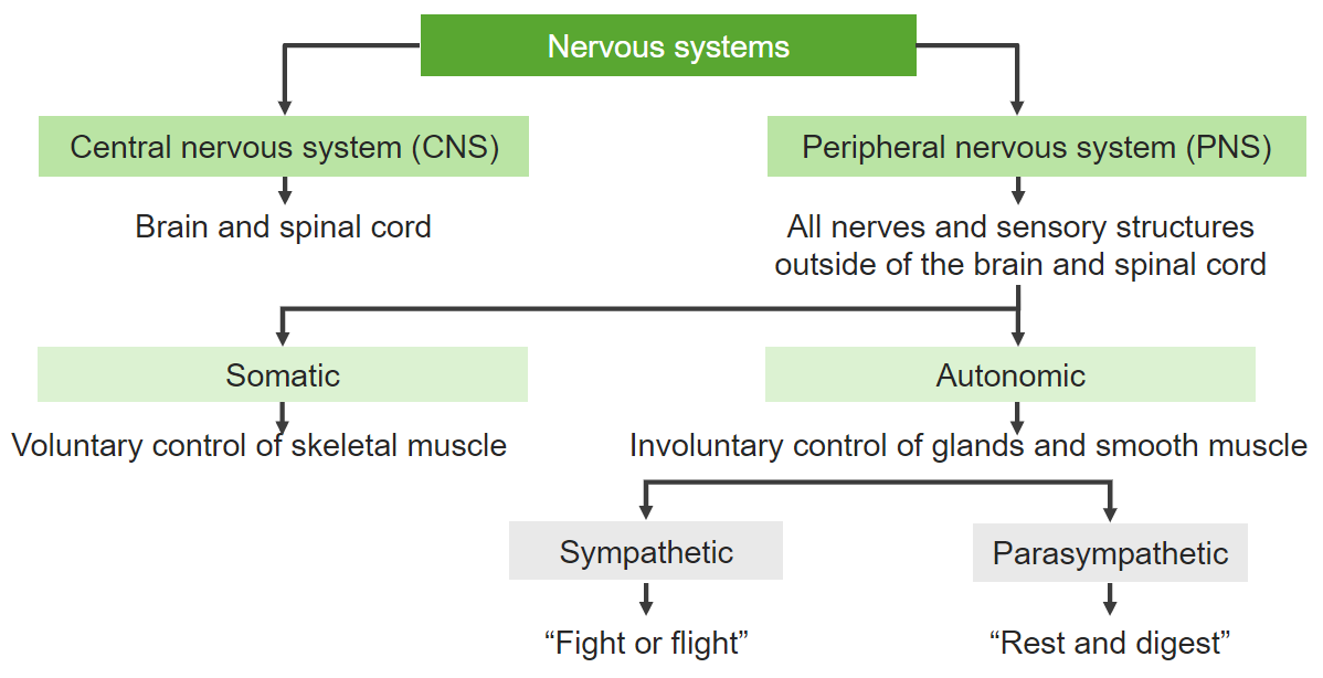 Schema showcasing the anatomical division of the nervous system