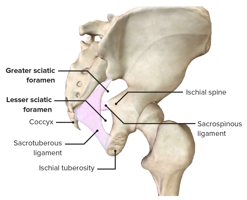 Sciatic foramina