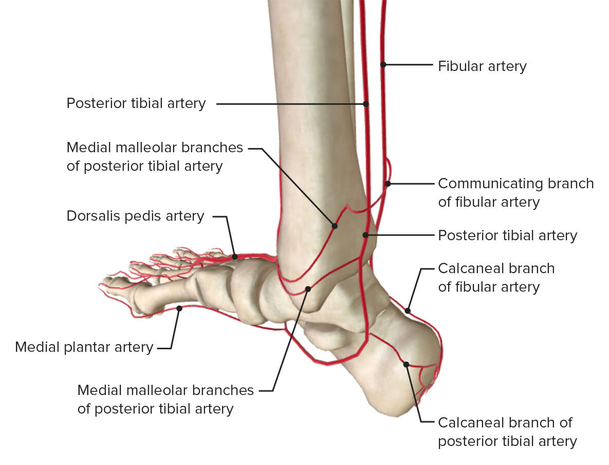Arterial supply of the ankle