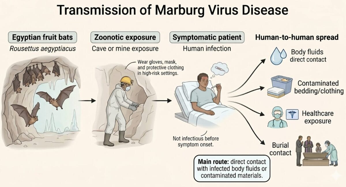 Transmission of Marburg Virus Disease