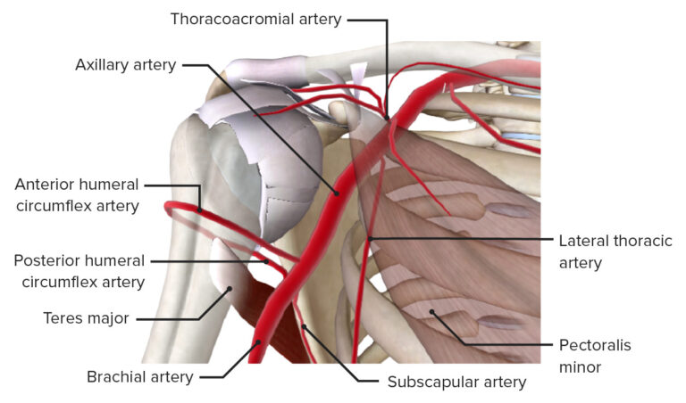 Axilla And Brachial Plexus Anatomy Concise Medical Knowledge 2641