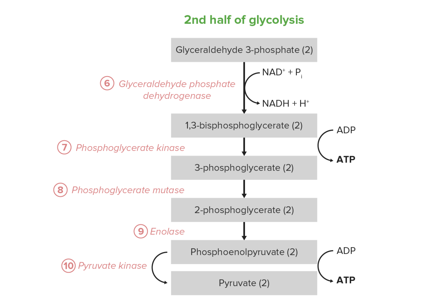 ten steps in three phases glycolysis