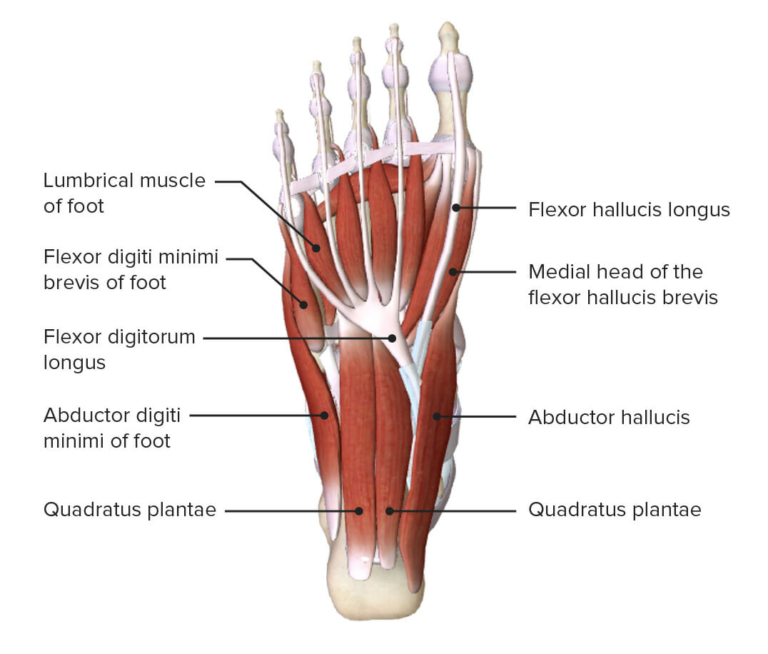 2ª capa más superficial de los músculos de la planta del pie