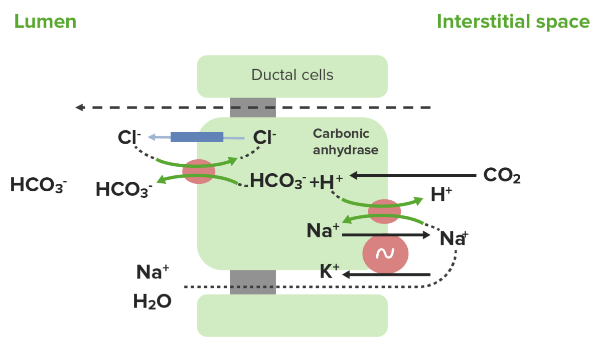 Secretion of bicarbonate (hco3-) by pancreatic ductal cells