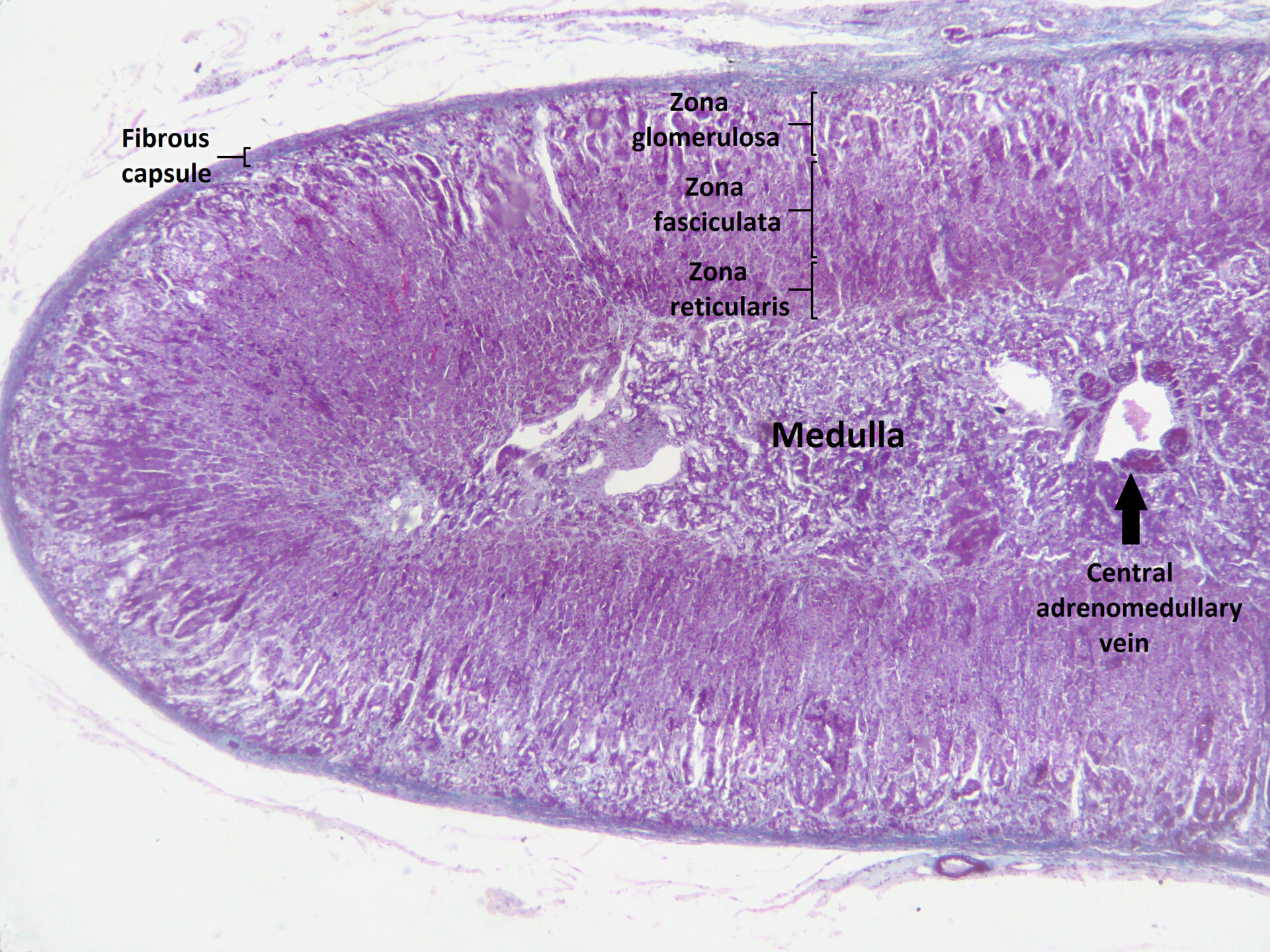 Glándulas Suprarrenales: Anatomía | Concise Medical Knowledge