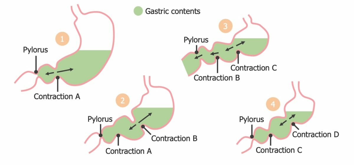 Contrações de segmentação no estômago