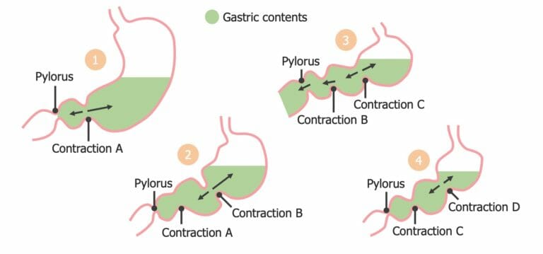 Motilidad Gastrointestinal | Concise Medical Knowledge