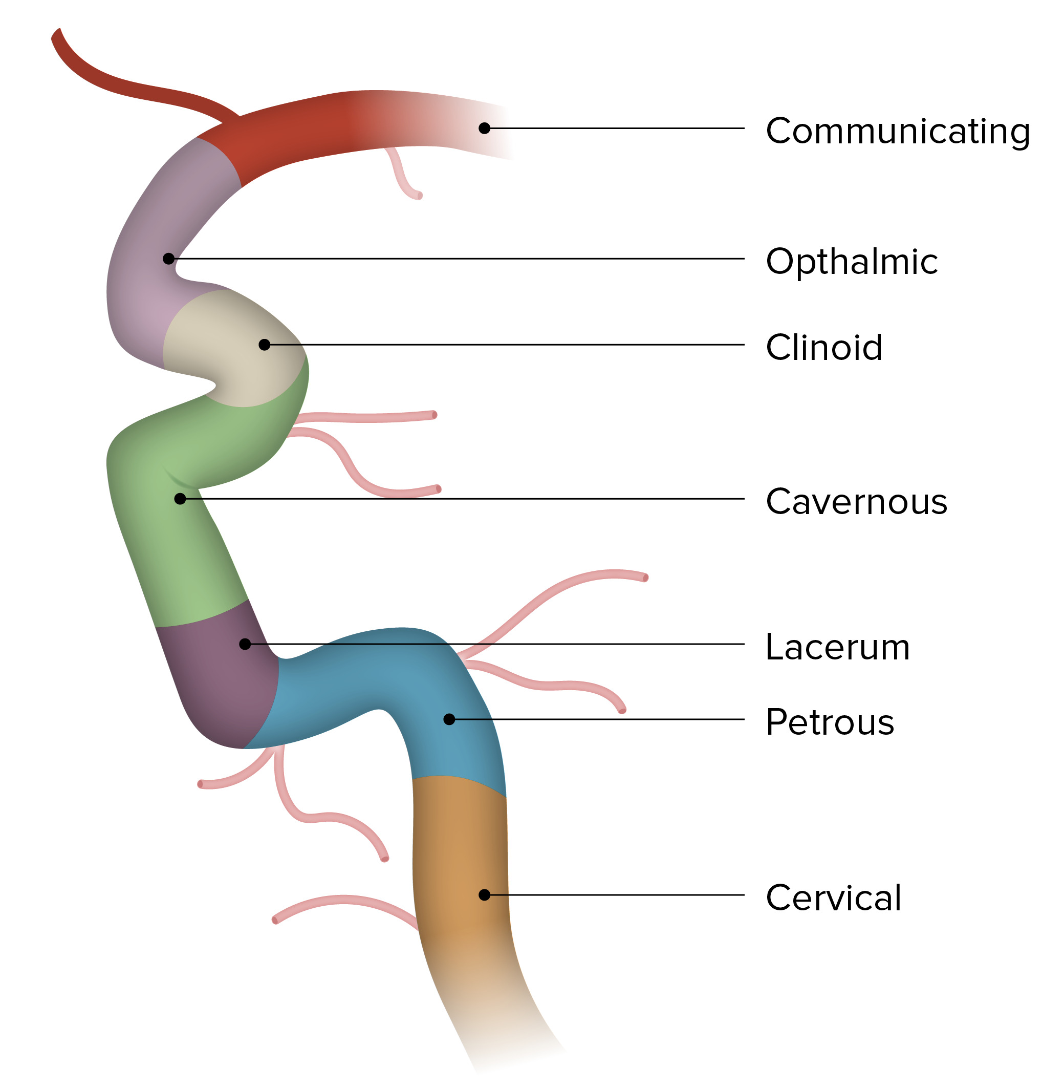 internal carotid artery branches mnemonic
