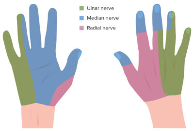 Sensory innervation of the hand