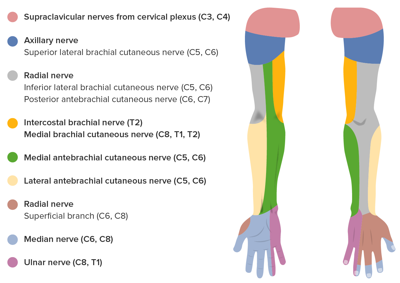 Sensory innervation of the median nerve